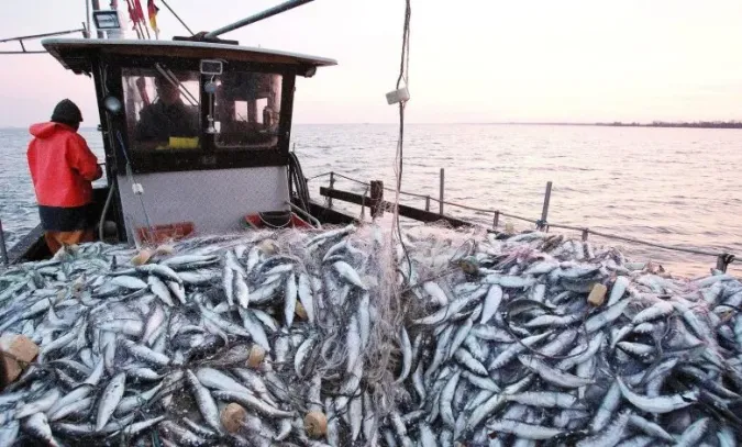 Morocco, FAO to Boost Support for Artisanal Fishing