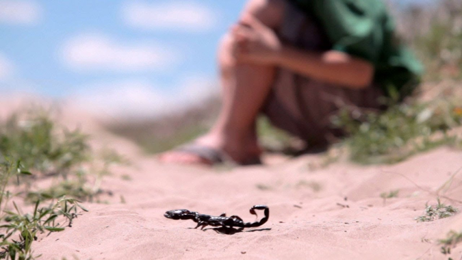 Région de l'Oriental: Sensibilisation contre les risques des piqûres de scorpions et morsures de serpents