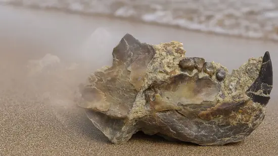 Researchers Unearth Three Fossilized Giant Dinosaurs’ Teeth Dating to Bathonian Period in Morocco