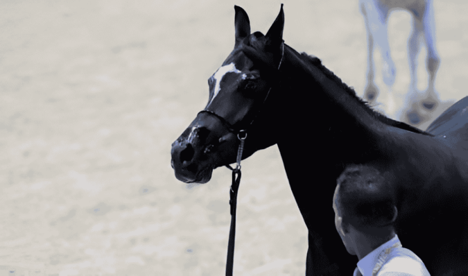 Mohammedia: la Coupe nationale des éleveurs de chevaux pur-sang arabe, les 6 et 7 septembre