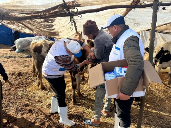 Inondations à Ksar El Kébir: Une caravane vétérinaire au chevet du cheptel dans les douars affectés