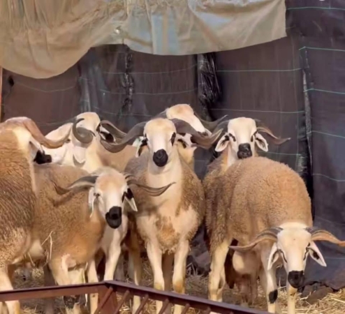 Maroc : la production animale contribue de 35% au PIB agricole