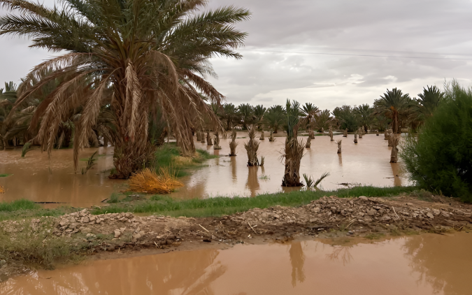 Tata: Distribution de 5.300 rejets de palmier dattier dans le cadre du programme de réhabilitation des oasis endommagées par les inondations de 2024