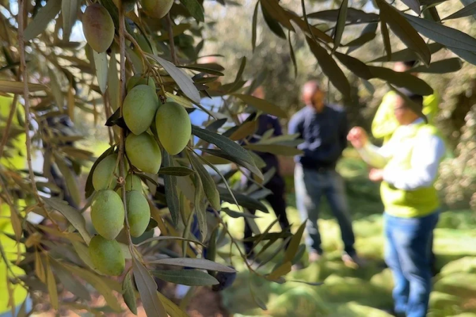 Agriculture solidaire : Vaste plantation d'olivier et d’amandier dans la province de Sefrou
