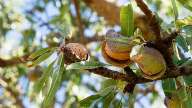 13e édition du Festival de l’amandier de Tafraout : un levier pour la valorisation des produits du terroir et le soutien à l’économie locale