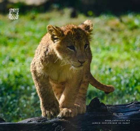 Lancement de l’application mobile “Zoo de Rabat” pour améliorer l’expérience des visiteurs