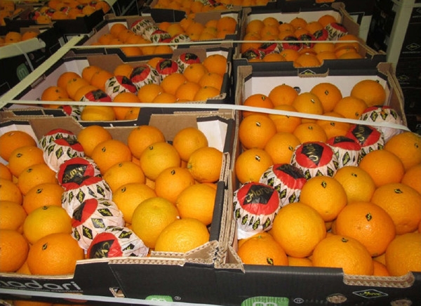 maroc